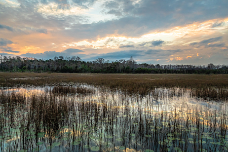 Grassy Waters - Sunset Glow