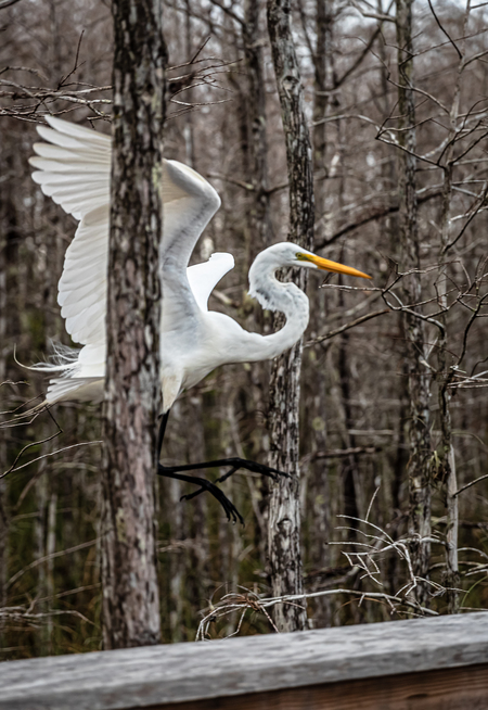 Obstructed Landing 