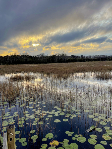 Nature’s Paintbrush