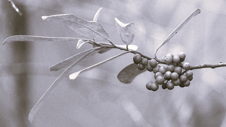 Red Berries in Black & White