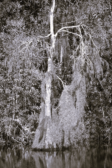 Southern Moss Veil