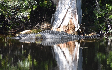 I'm Sunning in FLA