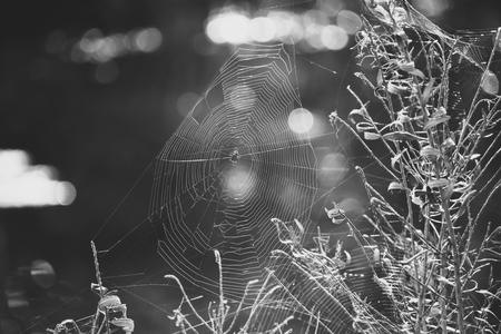 Abandoned Web