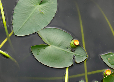 Pond Lily Fruit
