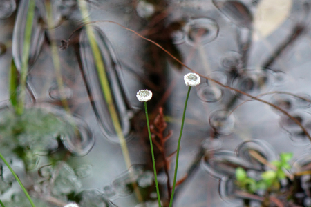 White Flowers