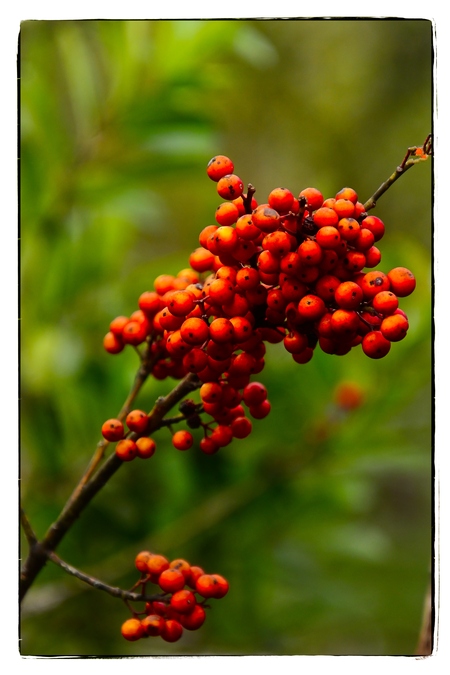 Beautiful red berries