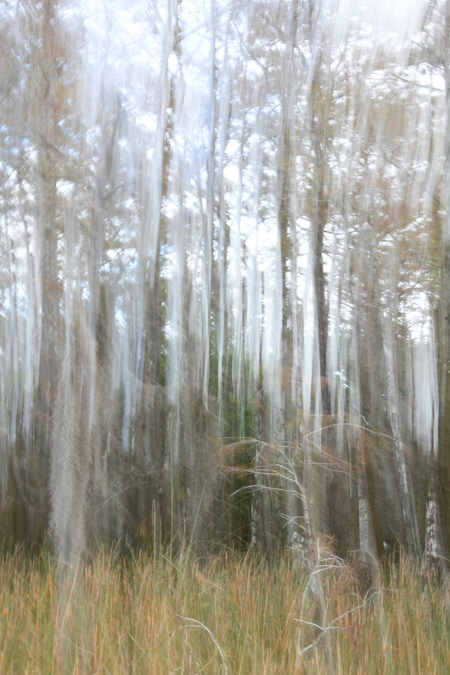 ICM (Intentional Camera Movement) #1