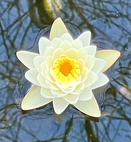 Lotus Flower