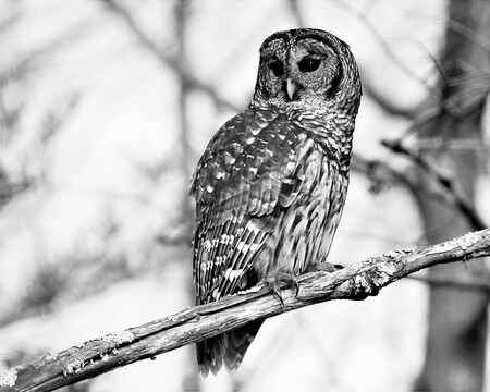 Barred Owl