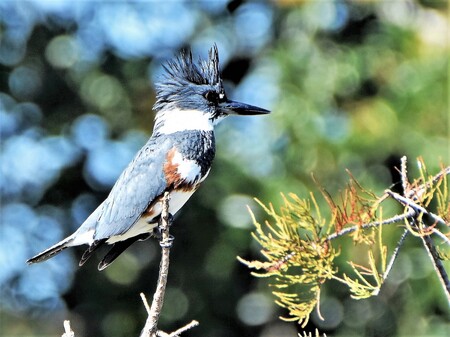 Belted Kingfisher