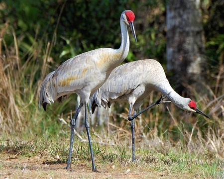 Sandhill Cranes