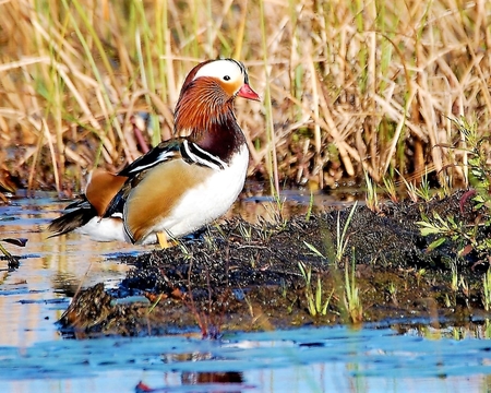 Wood Duck