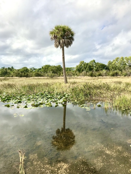 Reflections