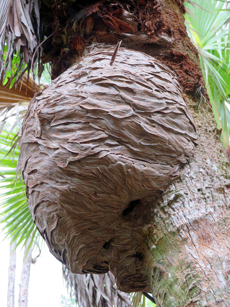 Wasp Nest on Sabal Palm