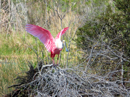 For the LOVE of Rosette Spoonbill