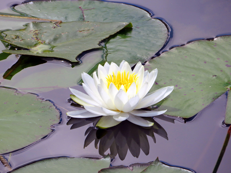 Tranquility of the Fragrant Water Lily
