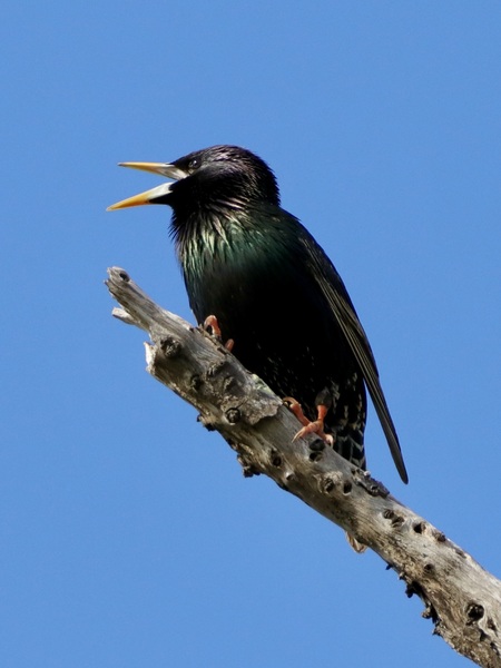 European Starling