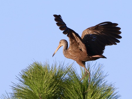 Limpkin at Sunrise