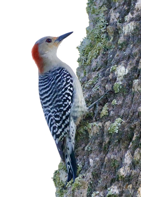 Red Bellied Woodpecker