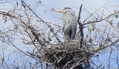 Heron On Nest