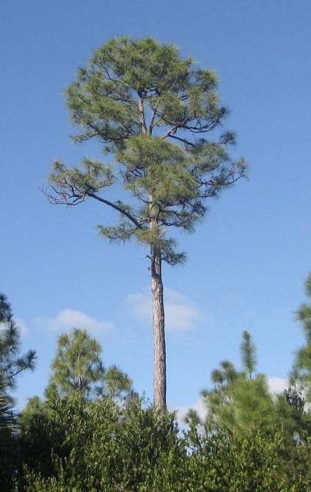 Tall World