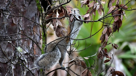 Squirrely Little Squirrel