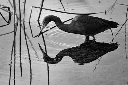 Little Blue Heron 