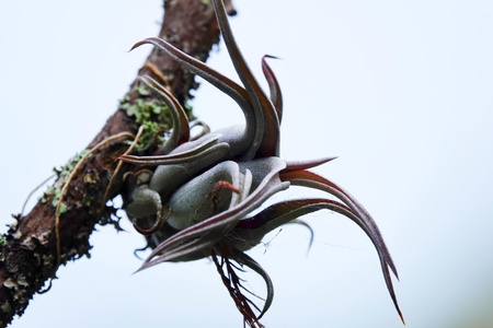 Light on the Epiphytes