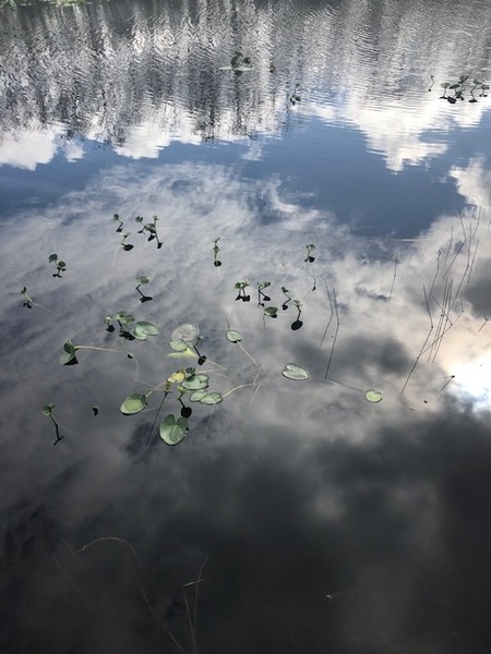 Floating clouds, grassy waters