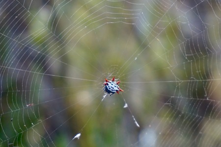 Spiny orb-weaver