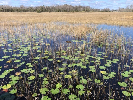 Lily Pad Landscape