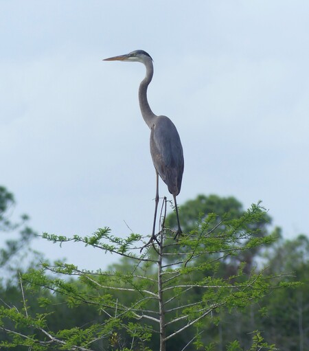 Sentinel