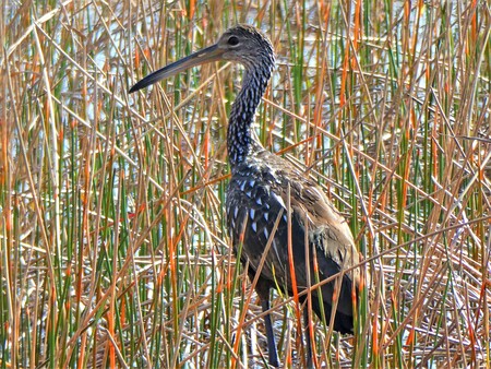 Limpkin