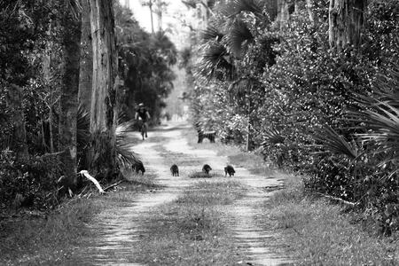 Family Stroll