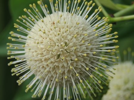 Owahee buttonbush