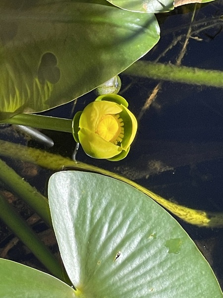 Heart shadows on my Lilly’s 