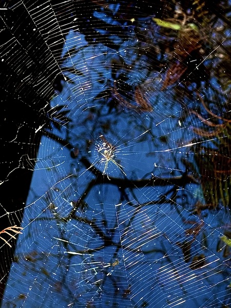 Web life 