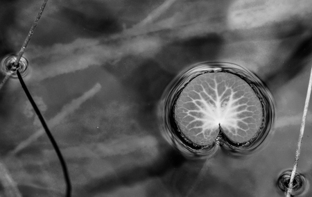 Lily Pads and Ripples