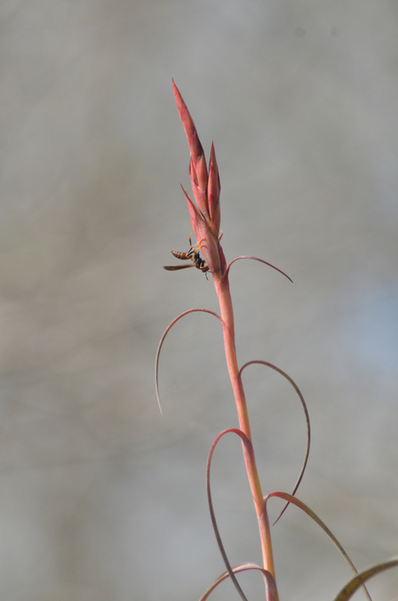 Wasp's Tillandsia