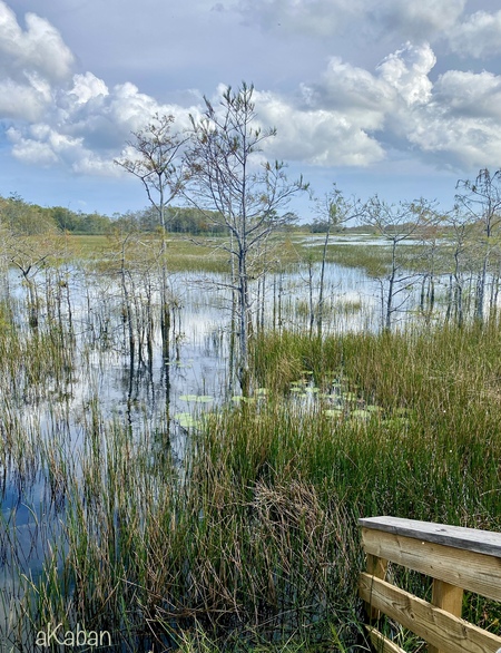 Grassy Waters 