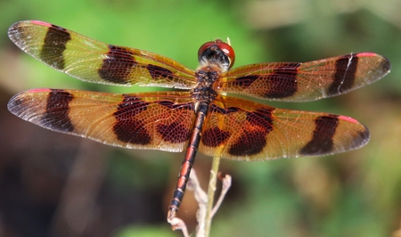 Translucent Amber