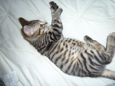 Milo