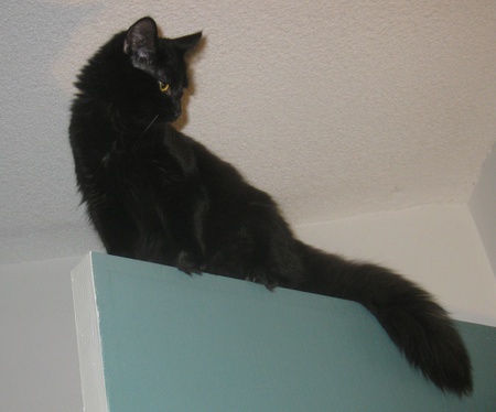 Ninja