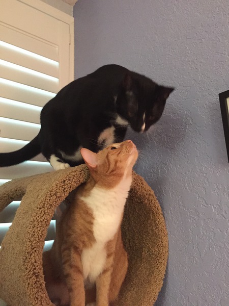Spencer Taz (the blond) and Wellesley Bosco (the brunette)