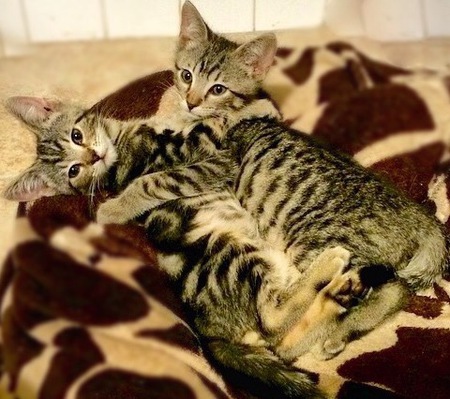 TOM AND JERRY