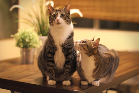Mochi and Annie
