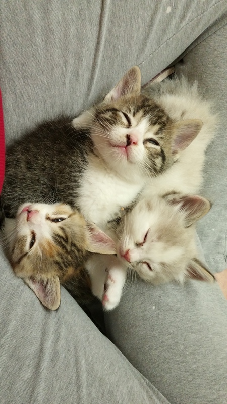 Elvis, Priscilla and Calie