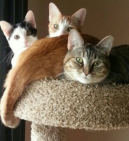Charlie Bane, Jake and Zoey