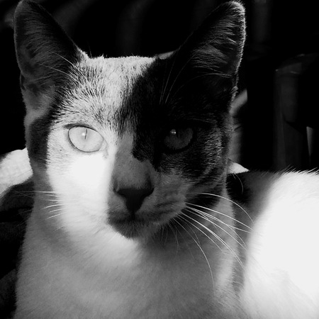 Penny