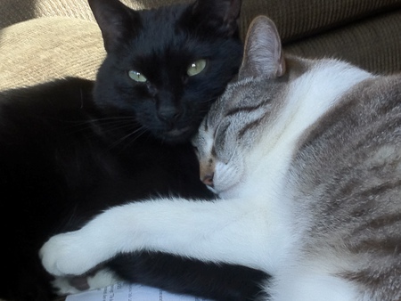 Cocoa and Catfish